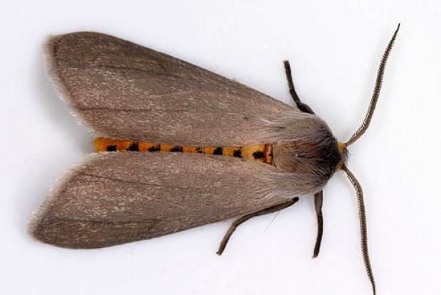 Milkweed tiger moth