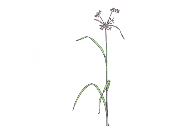 Scirpus spp.