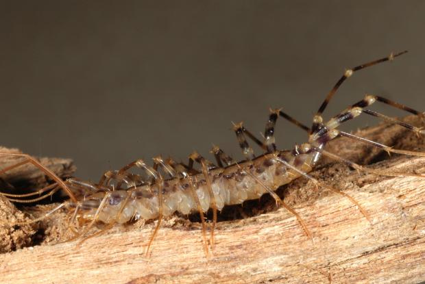 Scutigera coleoptrata, Québec, Canada.