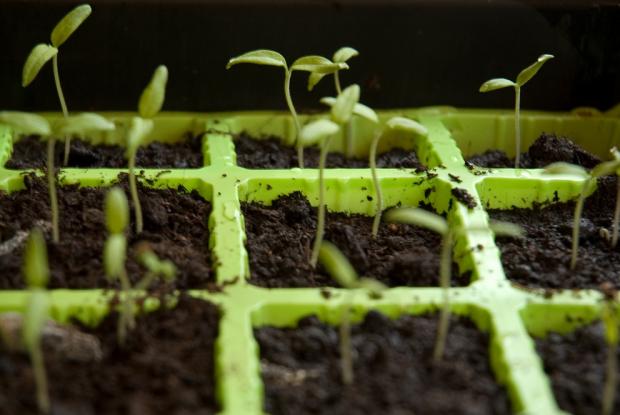 Seed tray