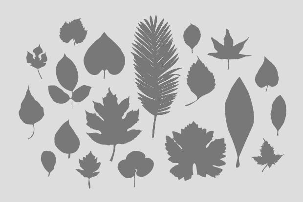Generic plant illustration