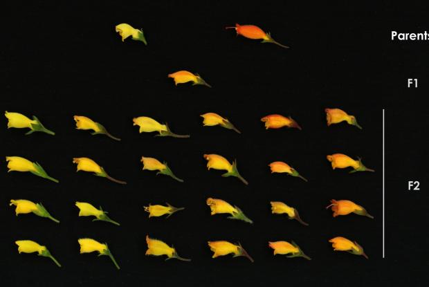 Croisement entre deux espèces et variation morphologique observée dans la population hybride de deuxième génération (F2).
