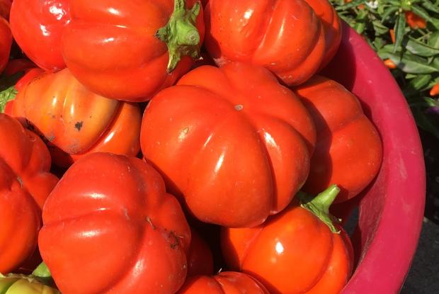 African eggplant