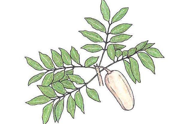 Swietenia macrophylla G. King