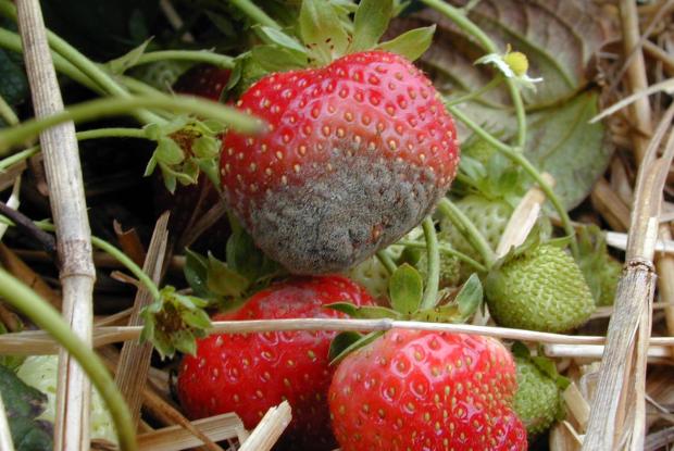 Moisissure grise sur fraises