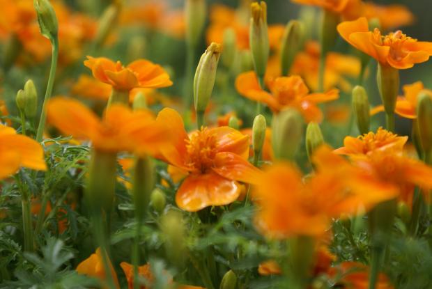 Aztec marigold