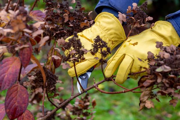 Someone is pruning a branch of a shrub with secateurs.