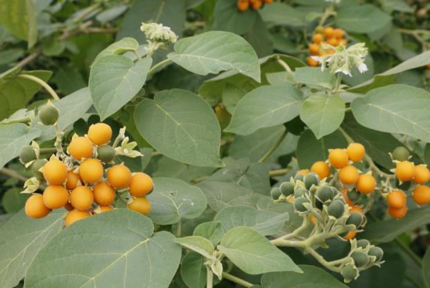 Tamarillo nain (Cyphomandra abutiloides)