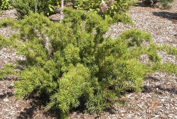 Taxus x media 'Densi-Gem'