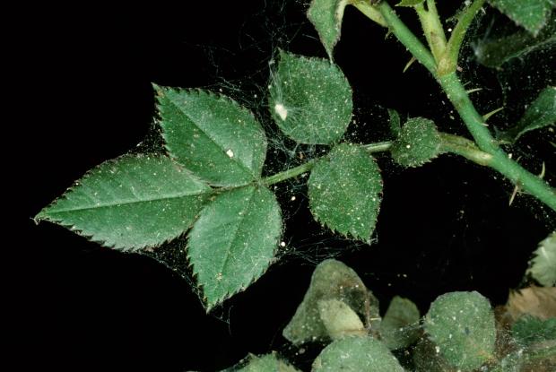 Tetranychus urticae