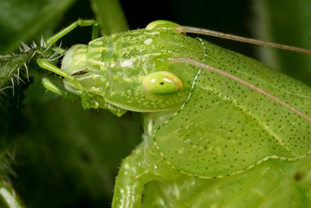 Tettigoniidae, Québec, Canada.