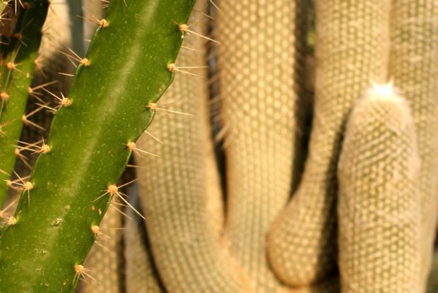 Textures and shapes of cacti in the Arid Regions Conservatory.