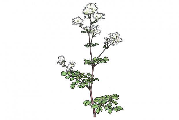Thalictrum pubescens (syn. Thalictrum polygamum)