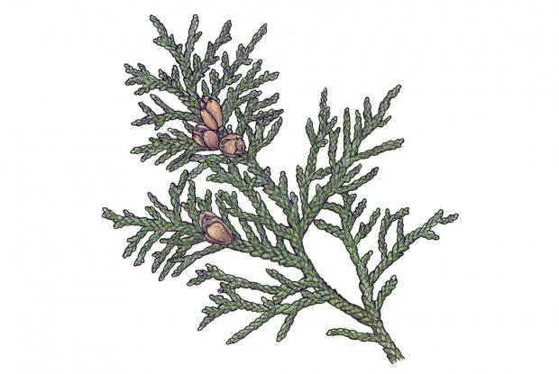 Thuja occidentalis