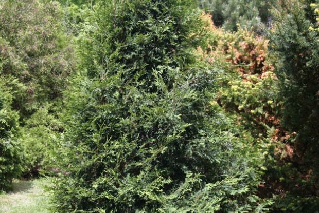 Thuja occidentalis 'Techny'