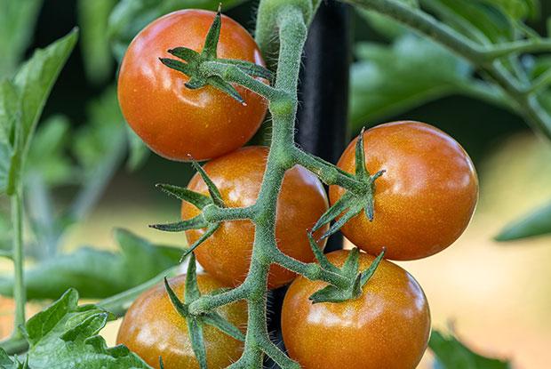 A cluster of tomatoes