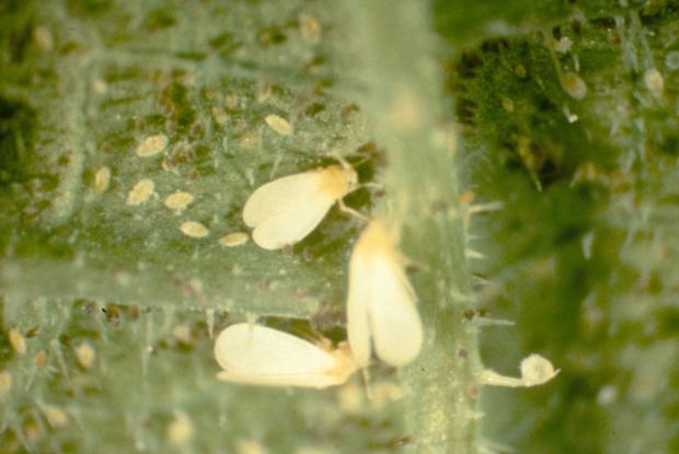 Trialeurodes vaporariorum