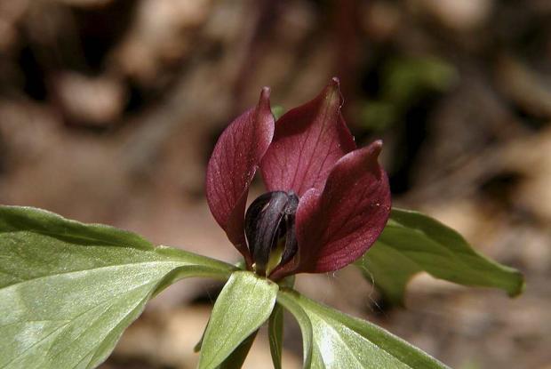 Trille des prairies Trillium recurvatum