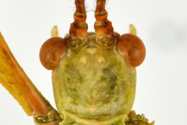 Trois ocelles sur la tête d'une phyllie