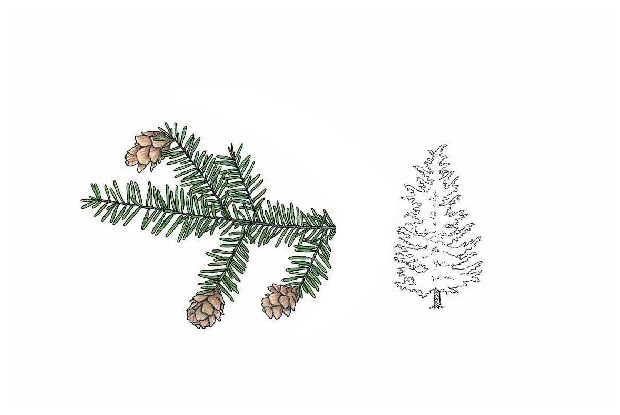 Tsuga canadensis