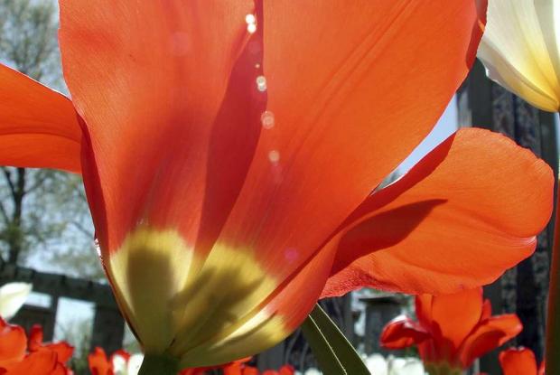 Tulip in the Peace Garden Tulip in the Peace Garden