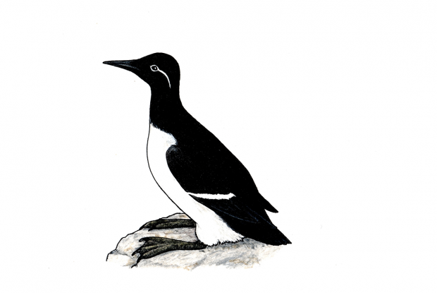 Uria aalge