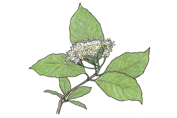 Viburnum cassinoides