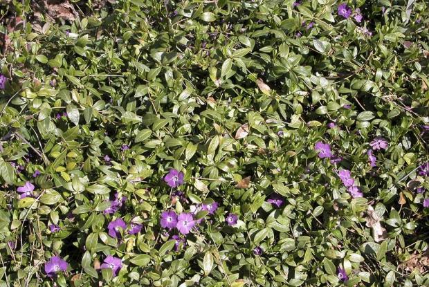 Vinca minor