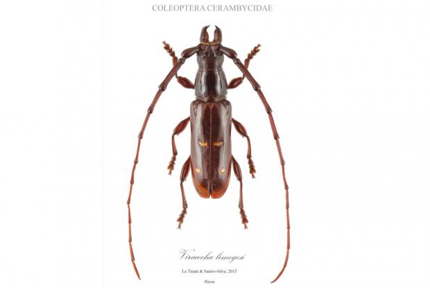 Viracocha limogesi