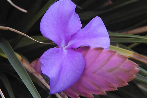 Broméliacée Vriesea