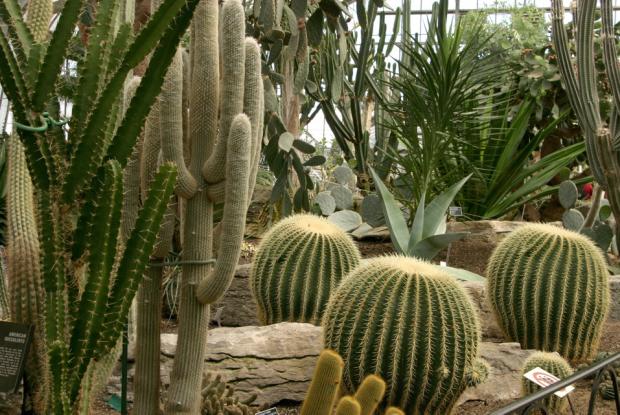 Cactus et plantes succulentes pour le jardin : notre sélection !