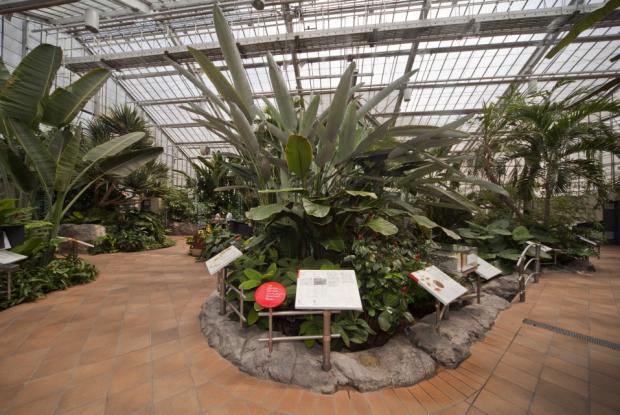 The Molson Hospitality Greenhouse displays large specimens from the Monocotyledon botanical group.