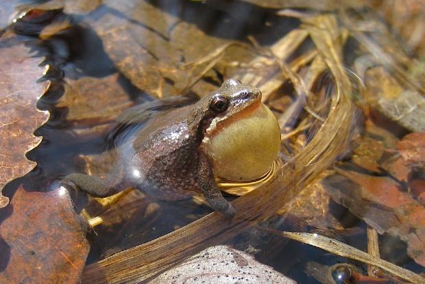 A western chorus frog