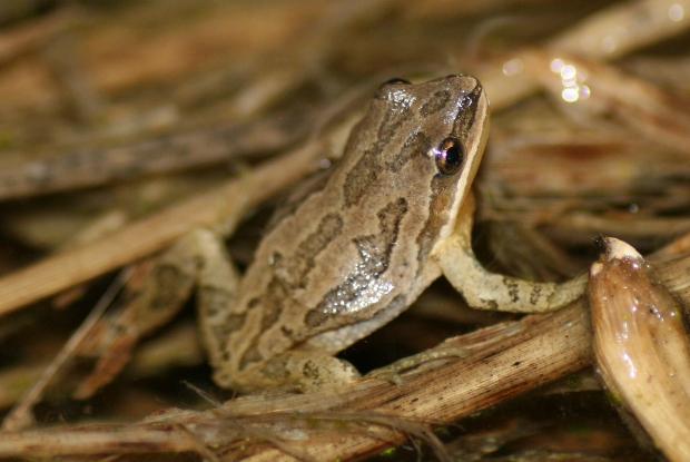 Western chorus frog