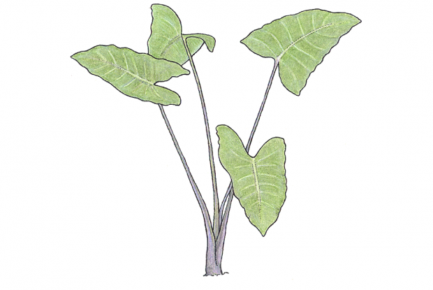 Xanthosoma violaceum Schott