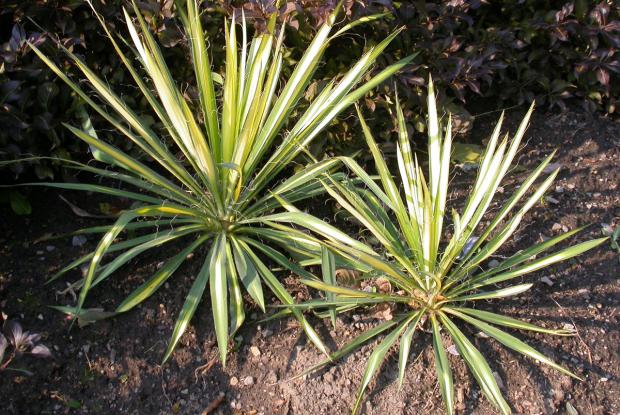 Yucca filifera 'Golden Sword'
