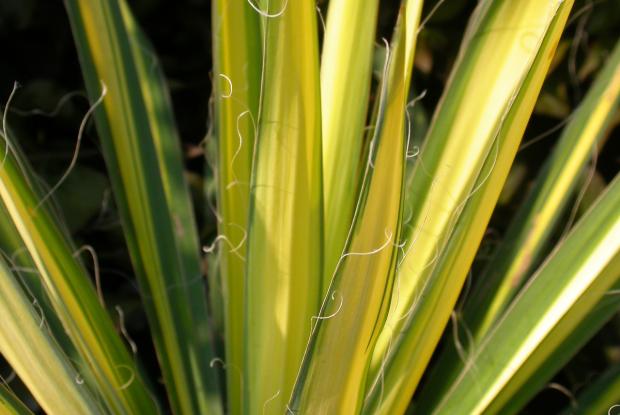 Yucca filifera 'Golden Sword'