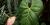 Anthurium X ferrierense
