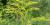 3 - Canada goldenrod