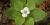 Bunchberry