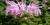 Monarda fistulosa