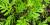 Petite herbe à poux (Ambrosia artemisiifolia) - jeune plant