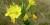 Oenothera biennis, Richelieu (01-08-12)