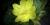 Oenothera biennis, Richelieu (02-08-12)