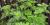 Petite herbe à poux (Ambrosia artemisiifolia)