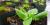 Potted lettuce