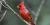 Cardinal rouge