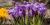 Crocus vernus