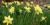 Narcissus cv.
