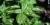 Ocimum basilicum.